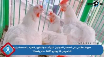 هبوط مفاجئ في أسعار الدواجن البيضاء والطيور الحية بالإسماعيلية الخميس 31 يوليو 2025 – كم بلغت؟